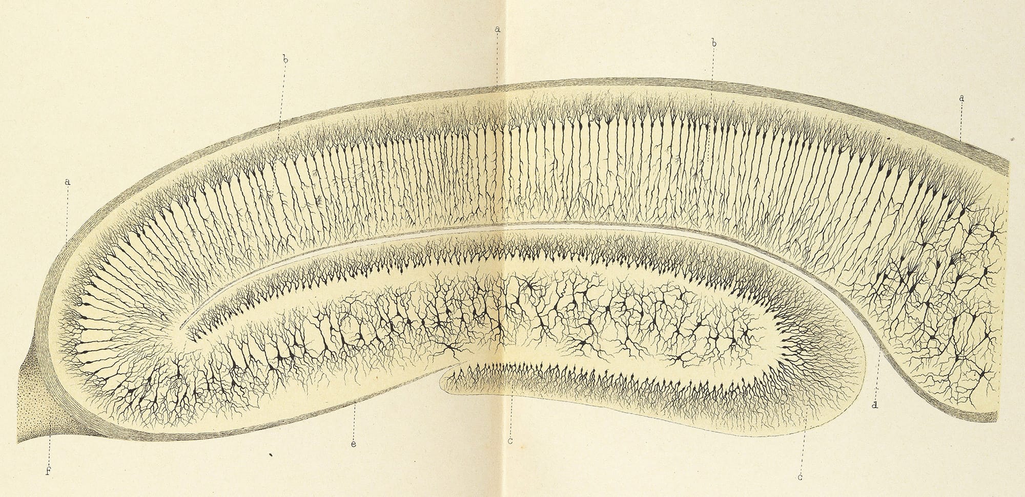 Detailed illustration of a histology slide showing nerves